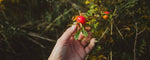 The amazing benefits of Rosehip Oil